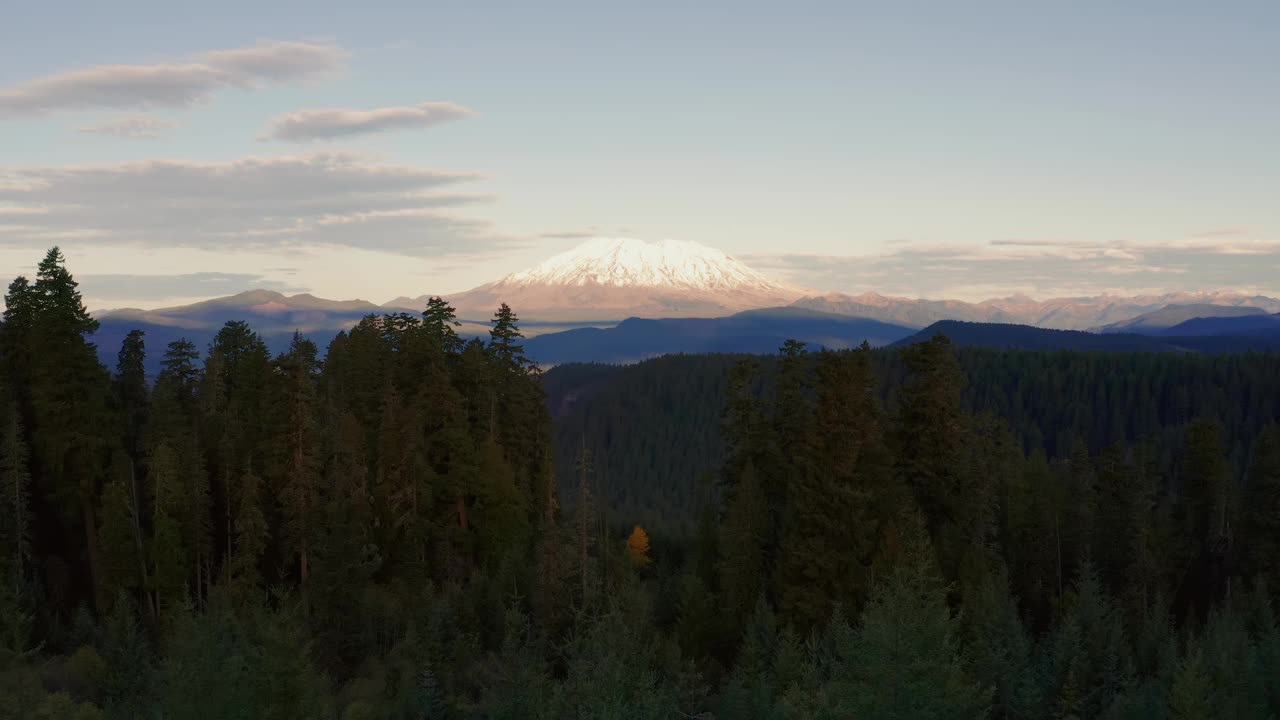 宁静的多莉在飞行中穿过高耸的绿色松树到圣海伦斯山雪峰，华盛顿州视频素材