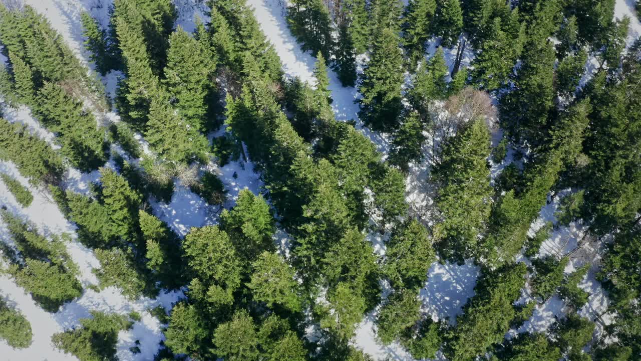 密集的冬季森林，白雪覆盖的树木沐浴在阳光下，鸟瞰图视频素材