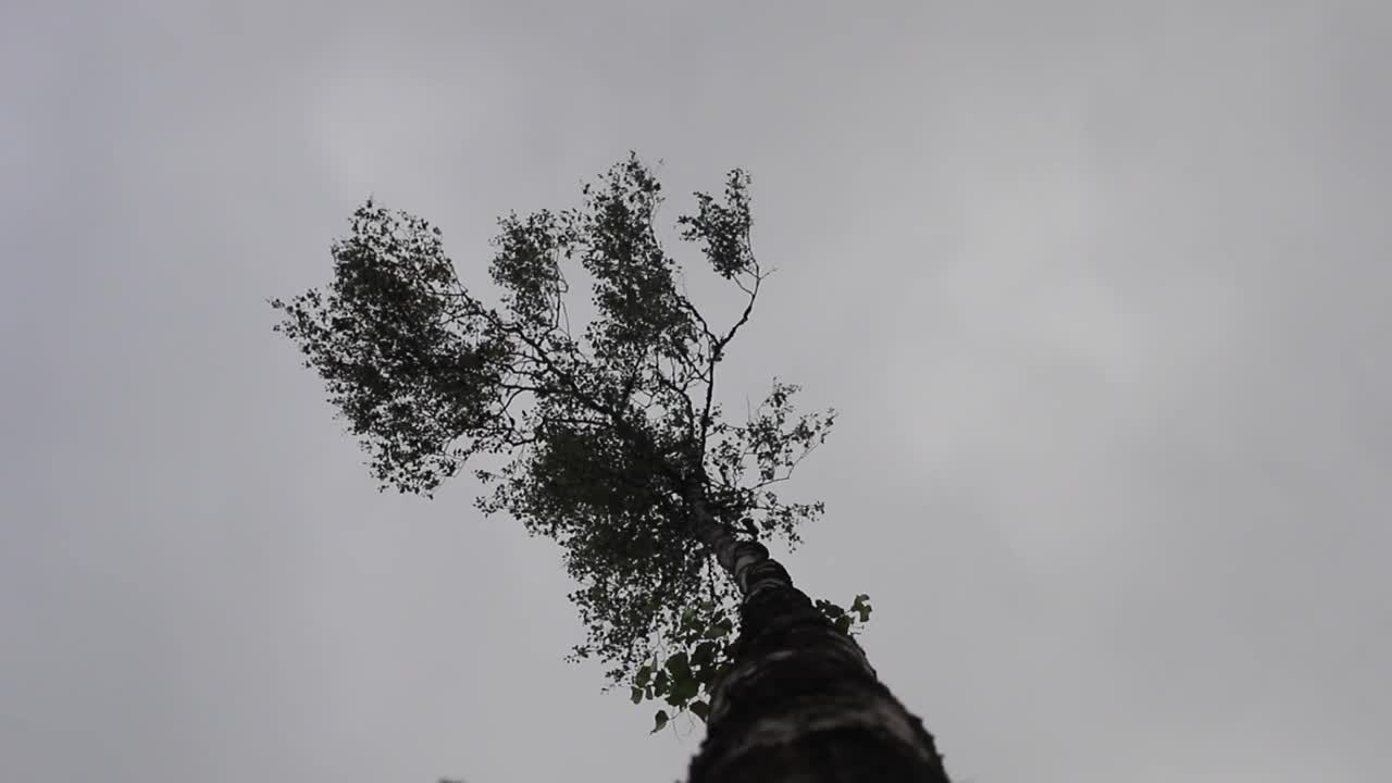 林中空地上孤独的树。桦树视频素材