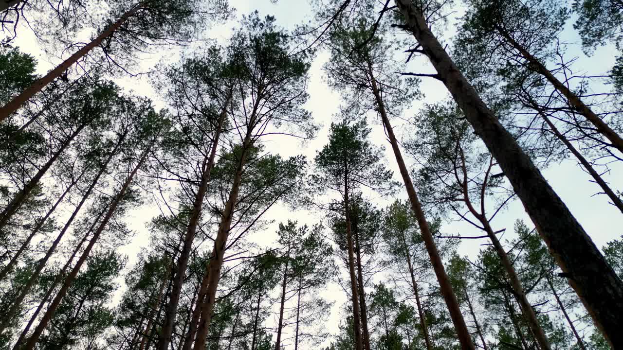 茂密的森林，高大的松树伸向晴朗的蓝天，天景视频素材