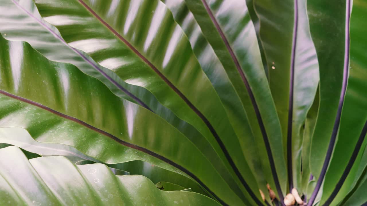 夏季蕨类植物随风移动的特写视频素材