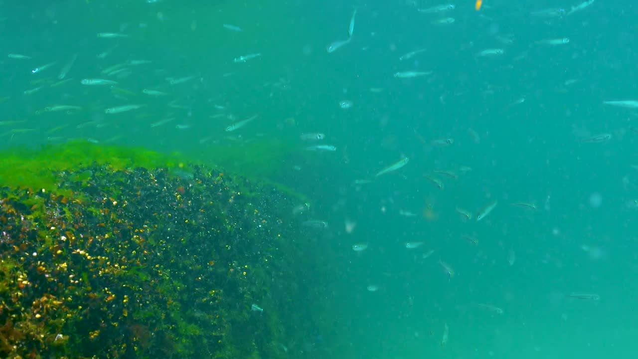 一大群小鱼在黑海的水柱里游来游去视频素材