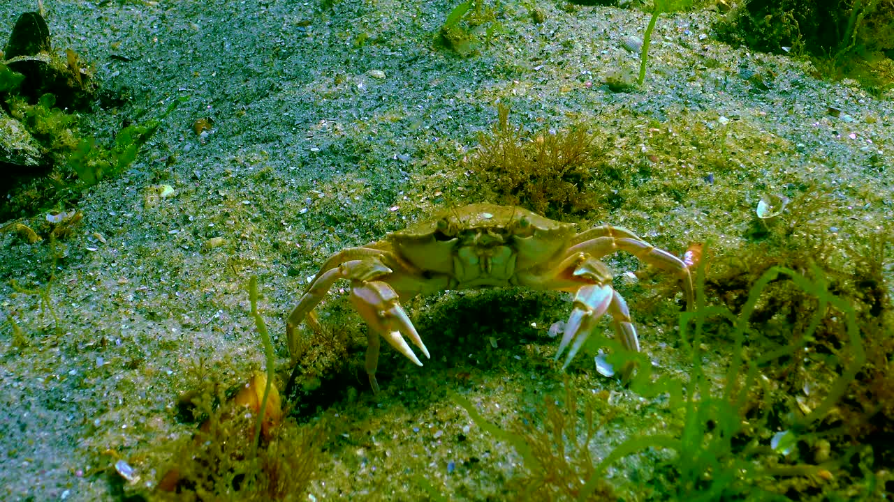 黑海的游泳蟹(Macropipus holsatus)沿着海底奔跑，躲藏在藻类中视频素材