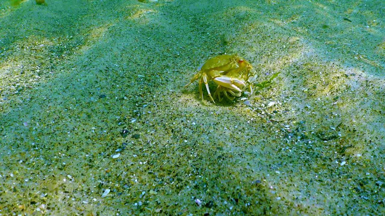 雄性和雌性游泳蟹(Macropipus holsatus)，沿着黑海的沙质底部奔跑视频素材