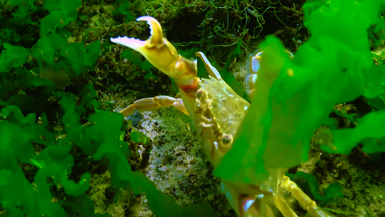 游泳蟹(Macropipus holsatus)隐藏在黑海的绿藻和石头之间视频素材