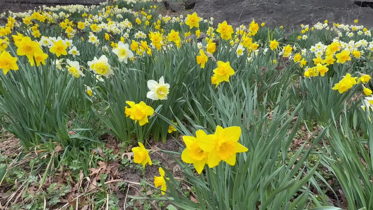 纽约圣尼古拉斯公园的小山上，水仙花随风摇曳视频素材