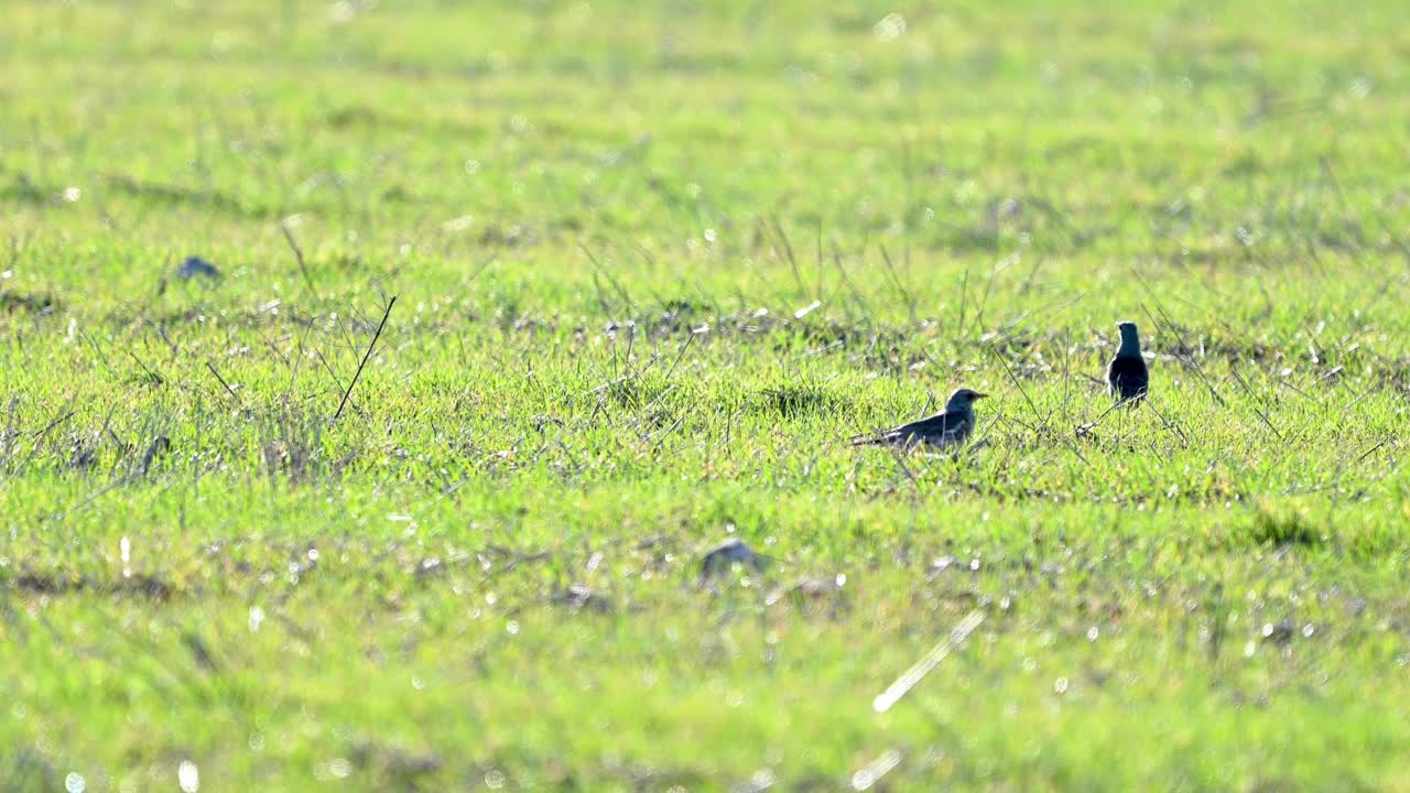 Fieldfare Turdus pilaris是画眉科的一员视频素材