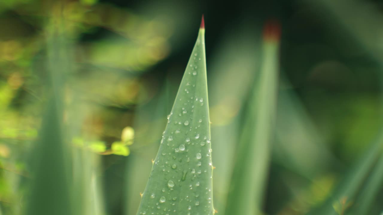 树枝和叶子上还有几滴露珠。静态的照片视频素材