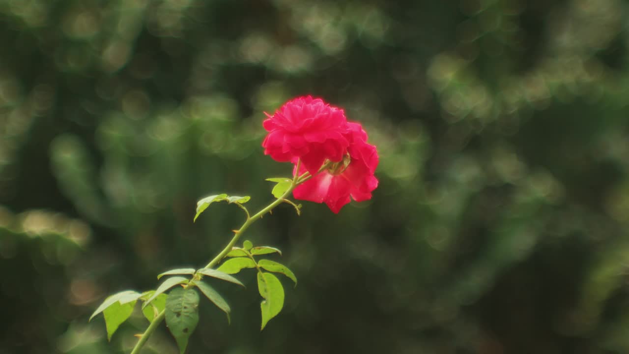 花园里的红花枝。静态的照片视频素材