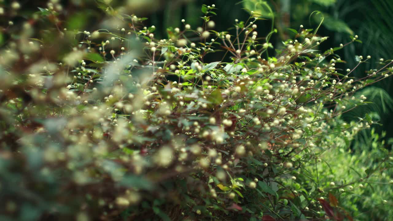 花园里美丽的白色小灌木。机架对焦镜头视频素材