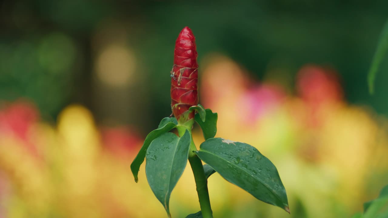 红色的花与彩色的背景。静态的照片视频素材