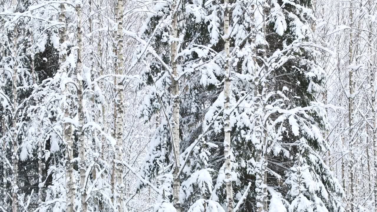 在爱沙尼亚乡下一个刮风的冬日，雪从树上飘落下来视频下载