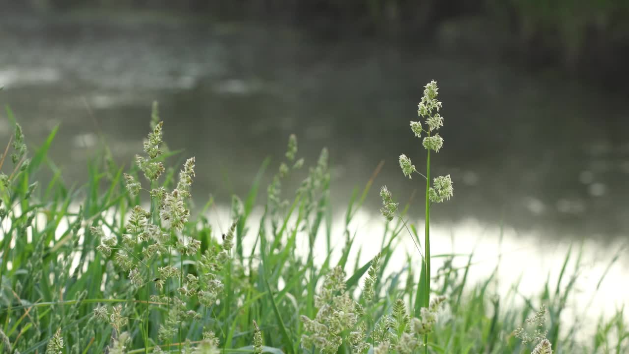 初夏的清晨，爱沙尼亚乡村河岸上的野生草地上盛开的青草视频下载