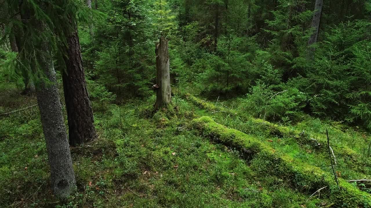 在爱沙尼亚乡村的一个夏末的夜晚，穿过一片逐渐变黑的原始森林视频下载