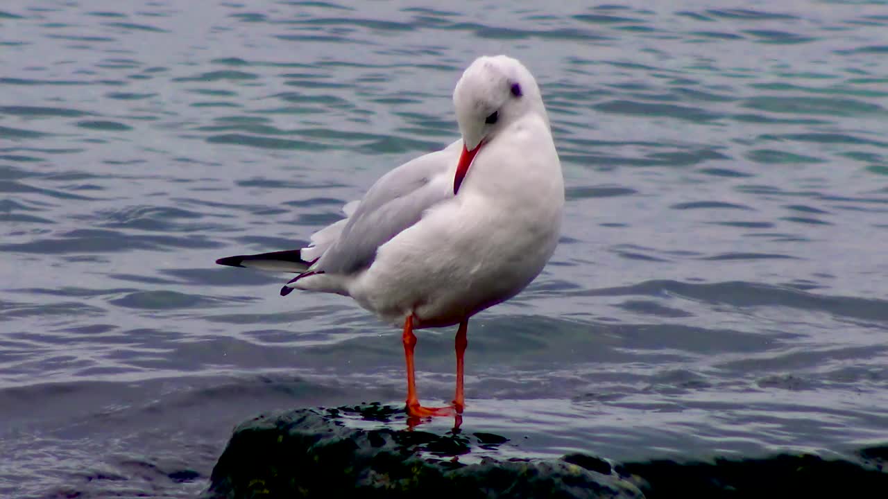 黑头鸥(Larus (Chroicocephalus) ridibundus)。乌克兰的鸟。视频素材