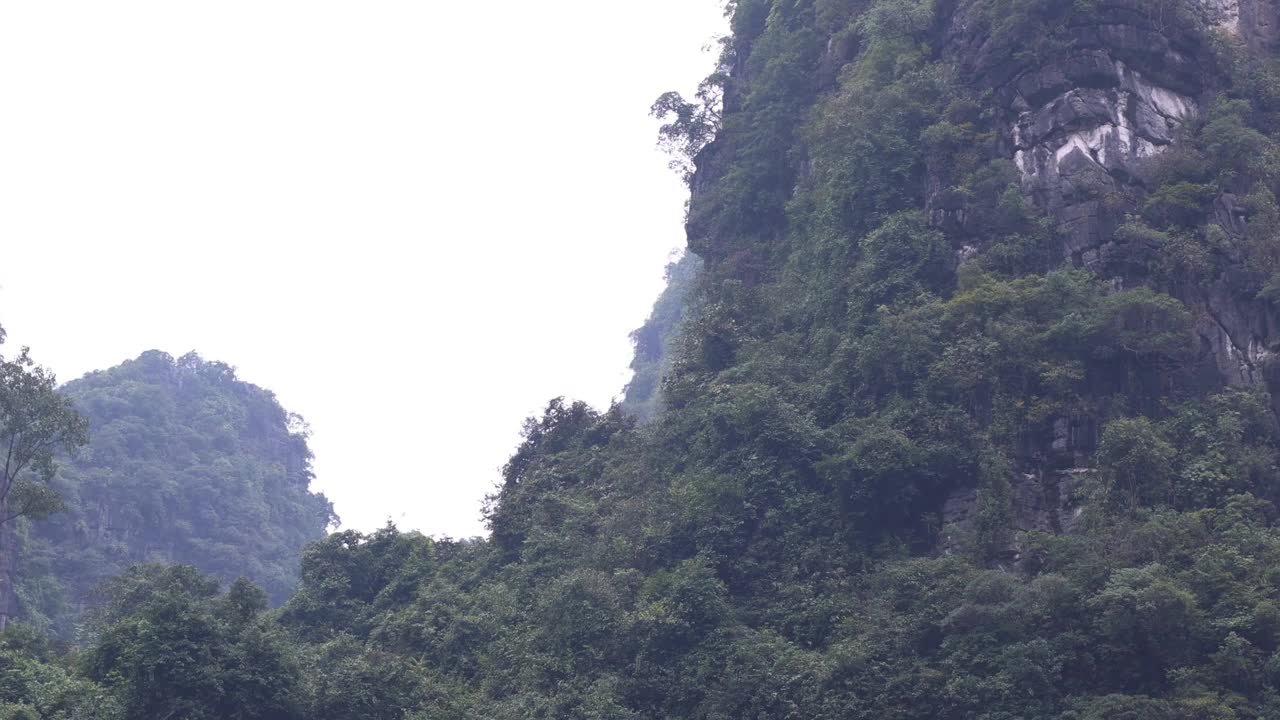 雾山和树叶视频素材