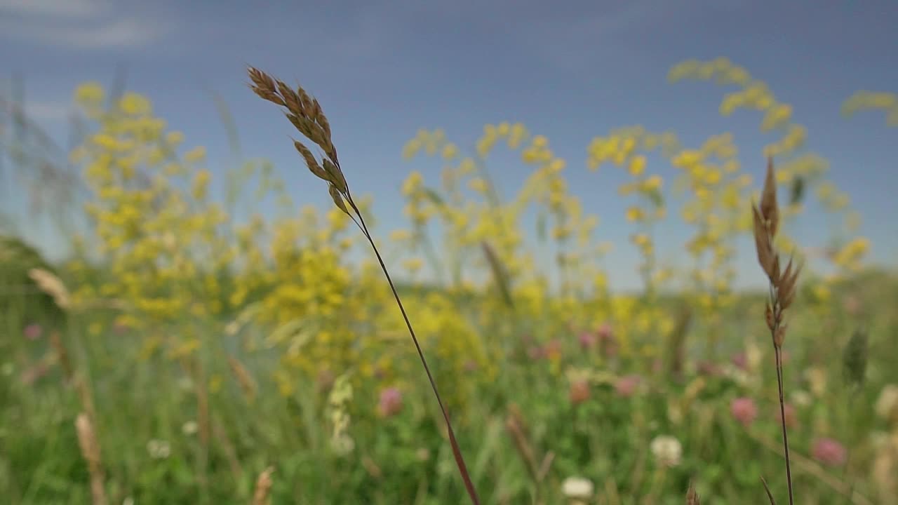 芦苇和黄色的野花生长在塞尔维亚美丽的莫哈拉克湖畔视频素材