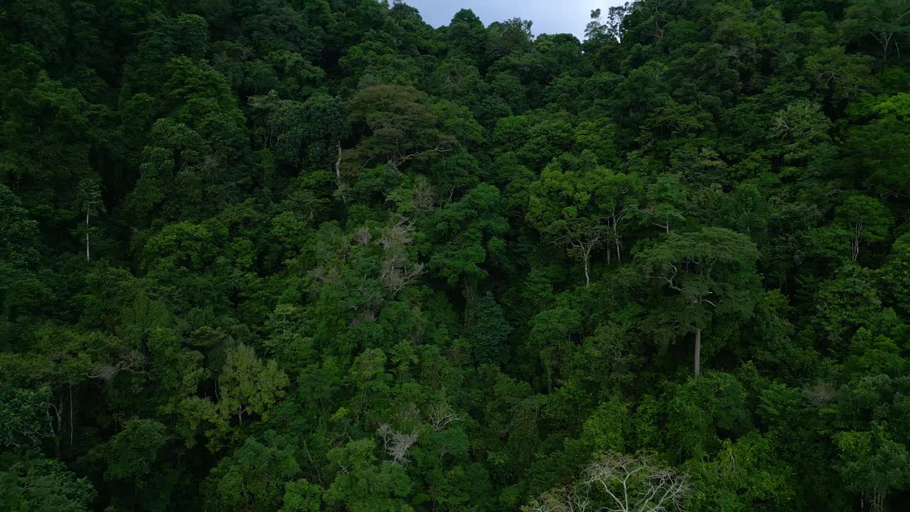 空中无人机在绿色森林树木在美丽的山脉亚洲的土地。印度尼西亚茂密的森林和丛林自然之旅。雄伟的生态和古老亚洲林地的田园环境视频素材