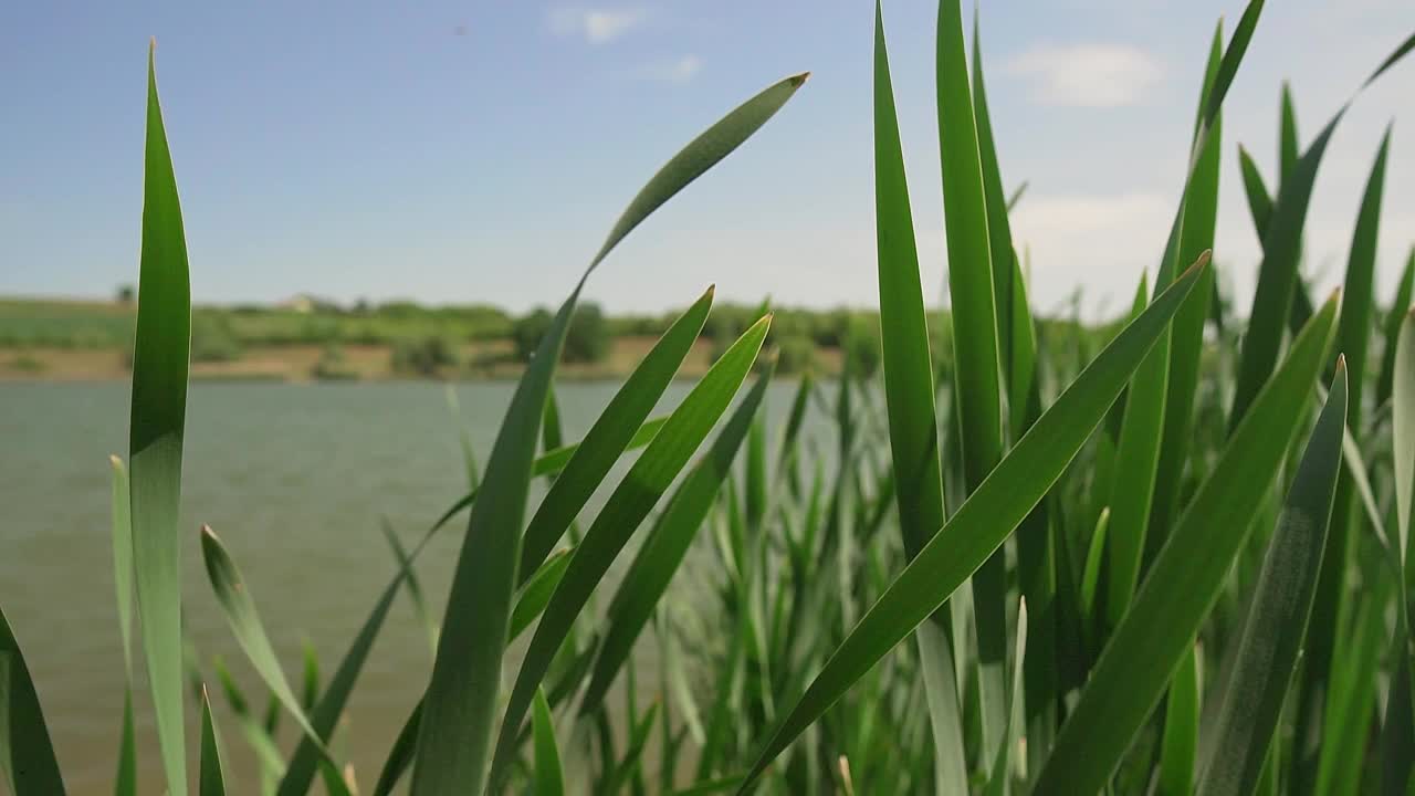 近距离拍摄塞尔维亚莫哈拉克湖岸边飘动的绿草视频素材