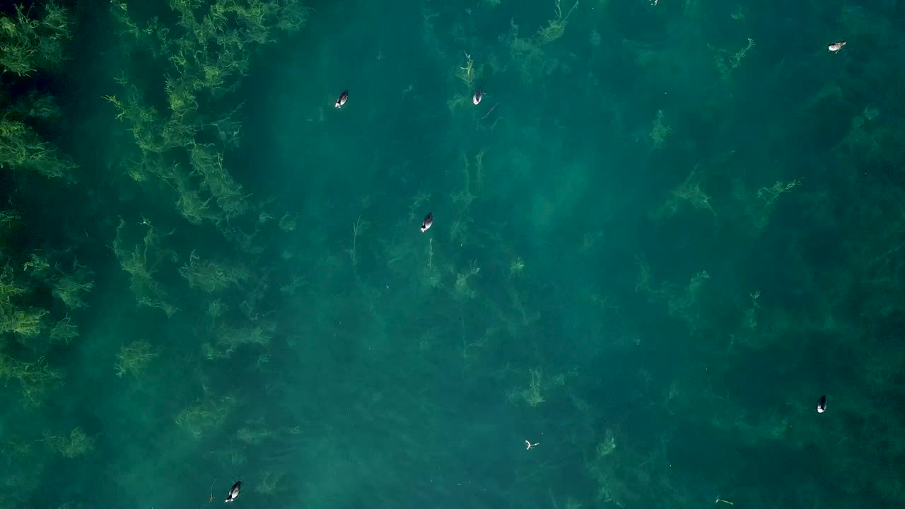 野鸭在美丽清澈的天然泉水中视频下载