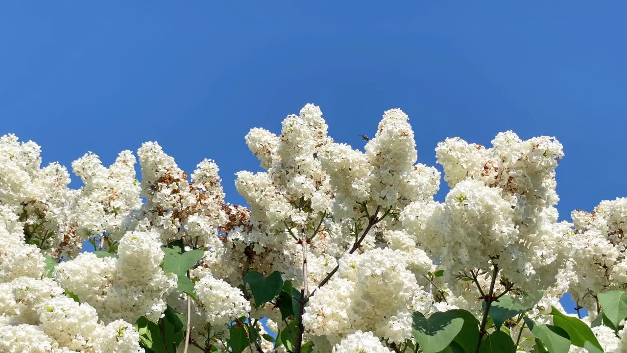 丁香白花枝蓝天视频下载