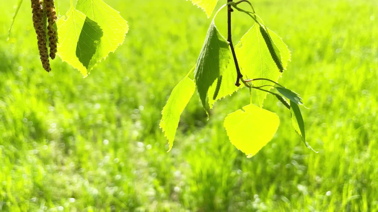 绿叶在风中与绿草视频下载