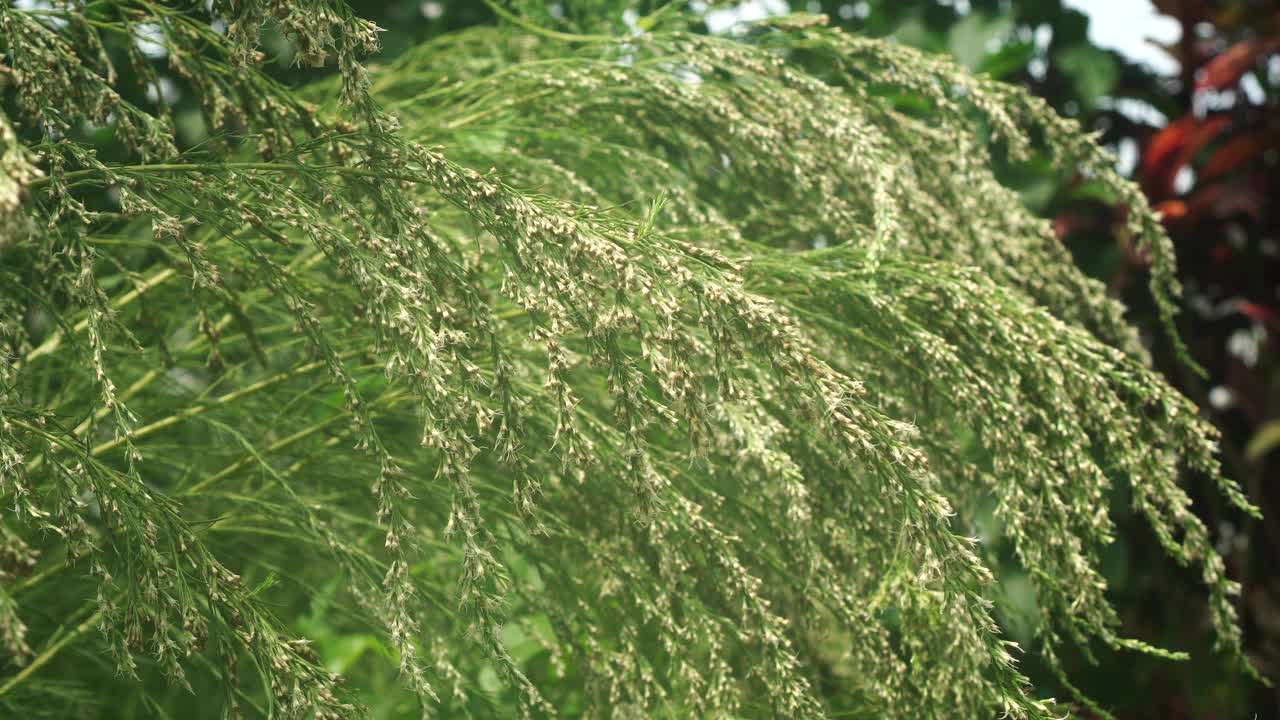 在风中吹着凤尾蝶视频素材