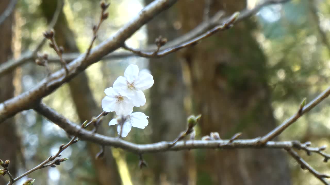 樱花在森林中悄然绽放的特写视频素材