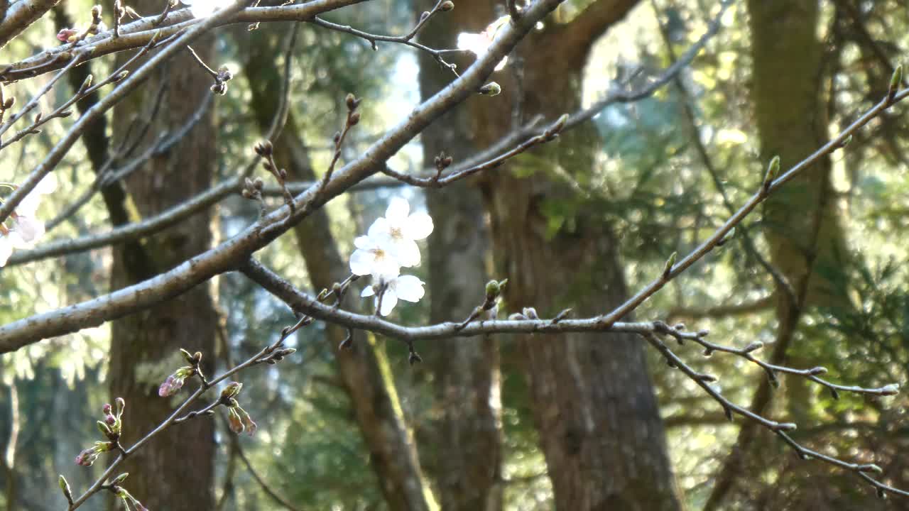 樱花悄然绽放视频素材