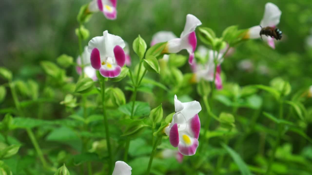 花园里的叉骨花视频素材