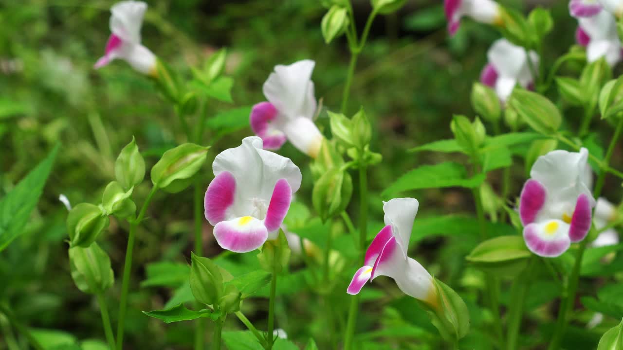 叉骨花绽放视频素材