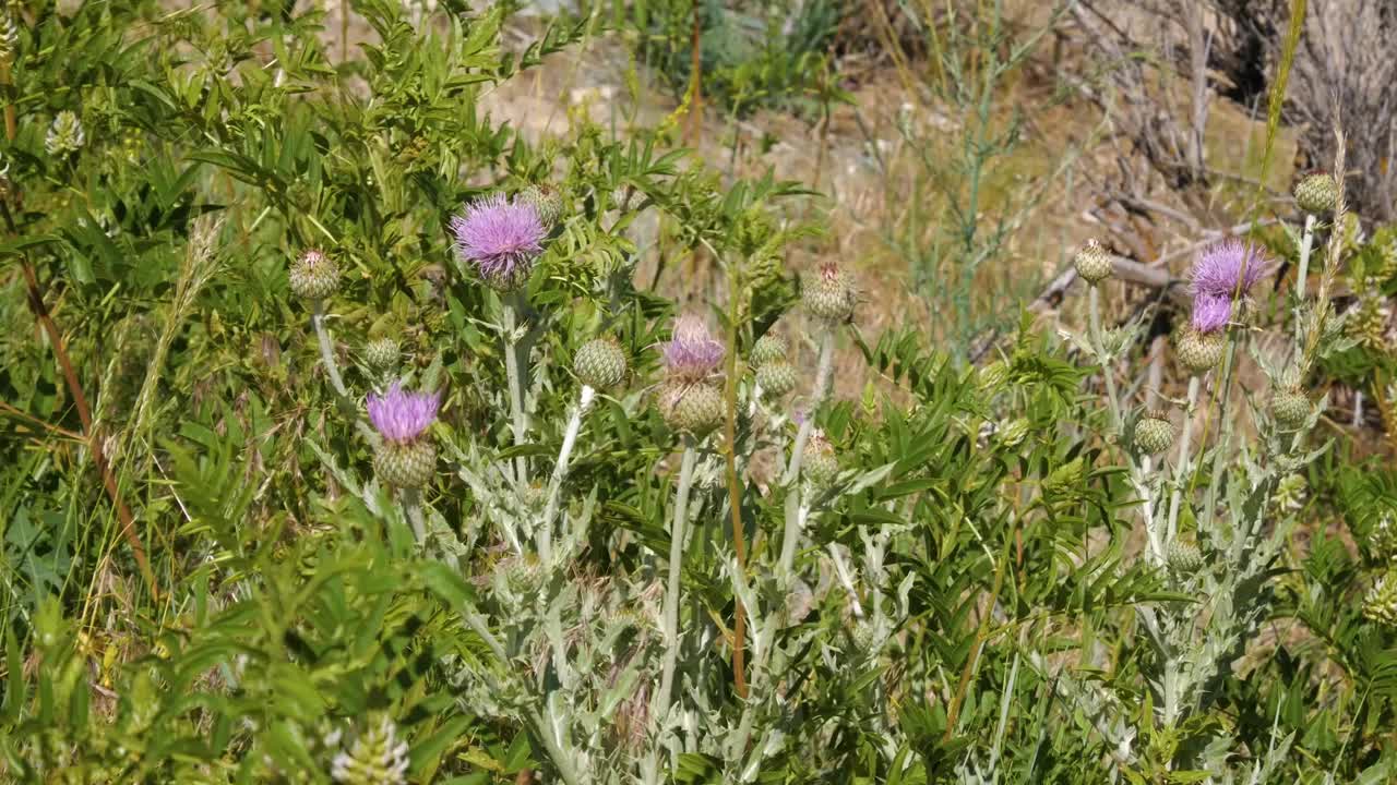 蓟(Cirsium)是一组开花植物的通用名称，其特征是叶子边缘有尖锐的刺，主要属于菊科视频素材