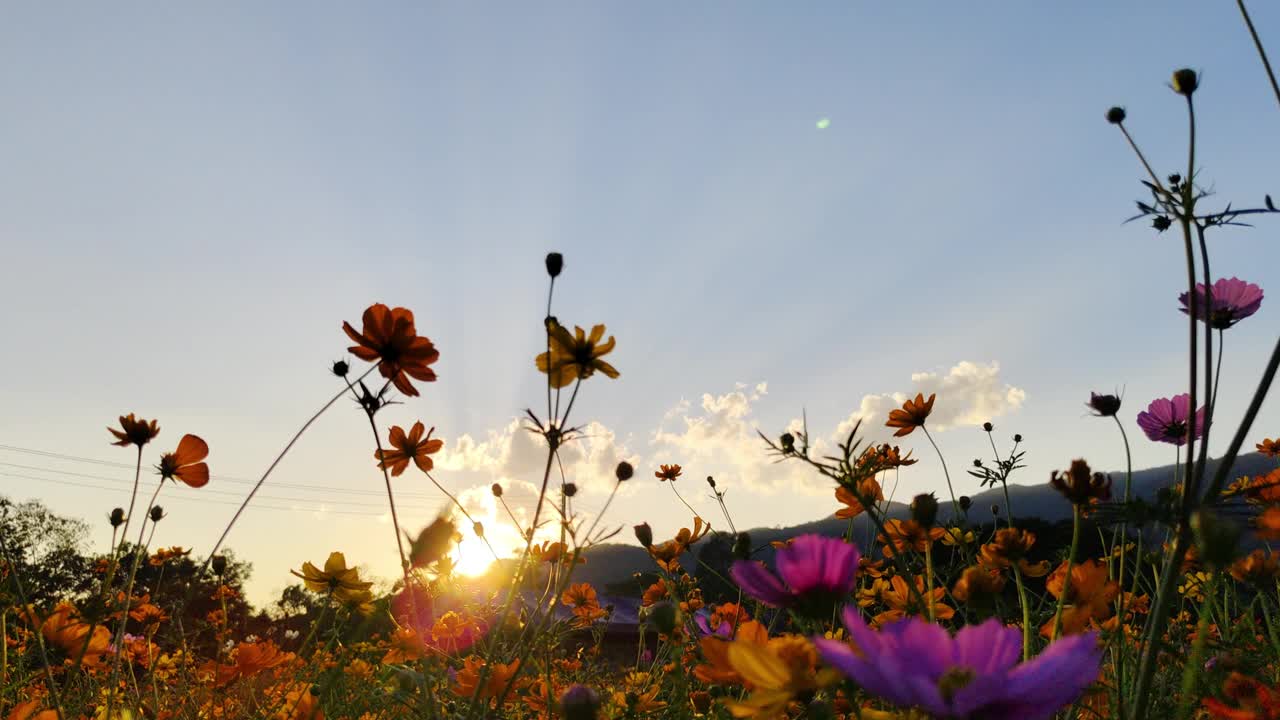 花园里的日落景色视频下载