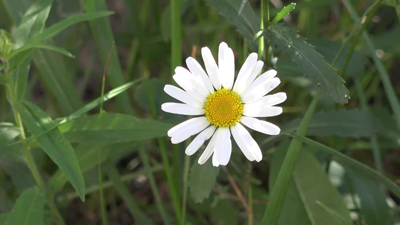 白色美丽的雏菊花视频素材