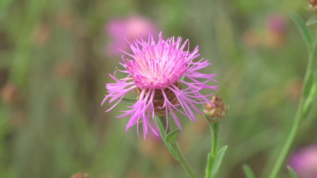 粉色花朵的特写视频素材