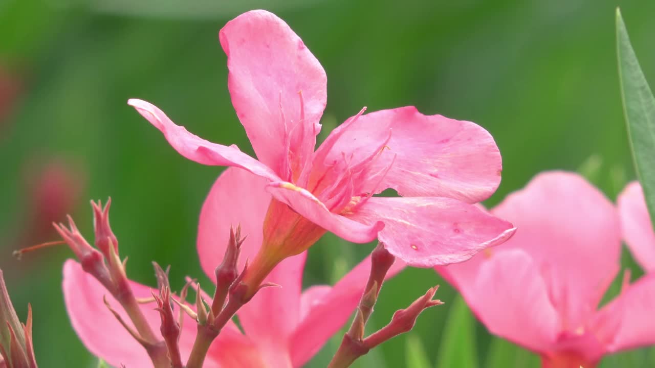 美丽的粉色花朵视频素材