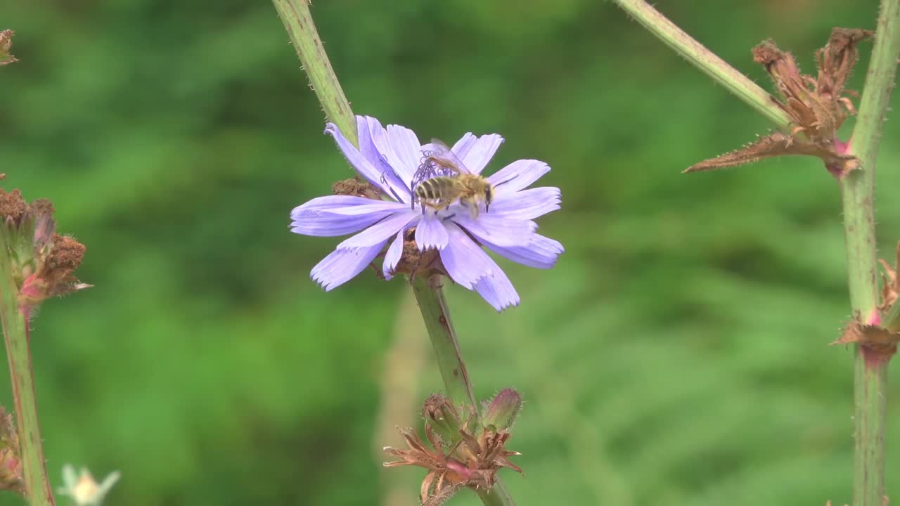 花园里的花很漂亮视频下载