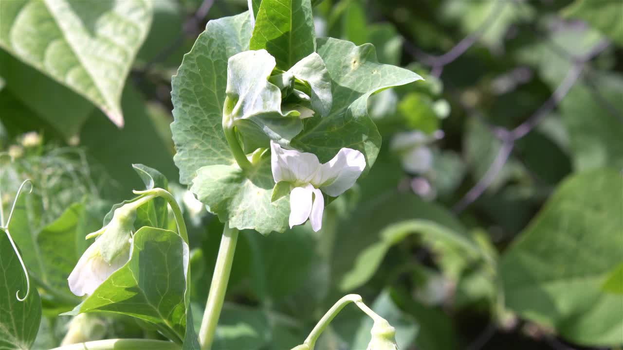 自然景观百花盛开视频下载