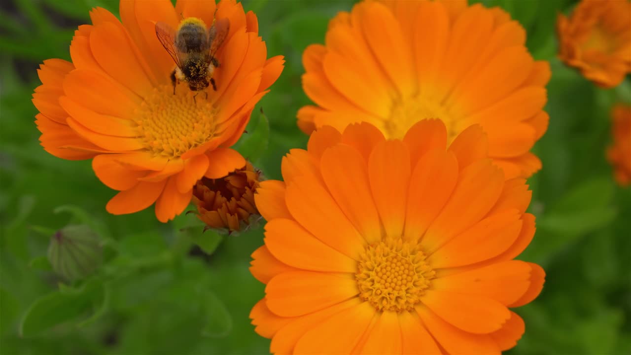 花园里美丽的桔黄色花朵视频素材