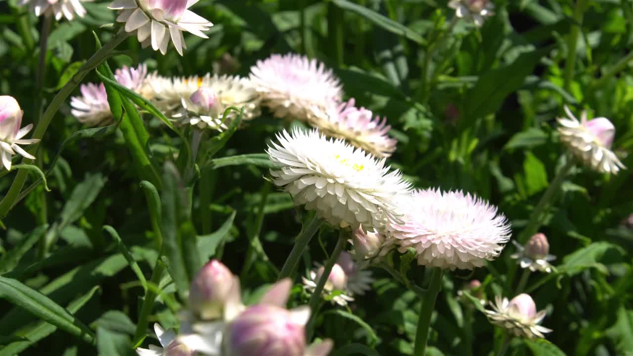 花园里夏天的花视频素材