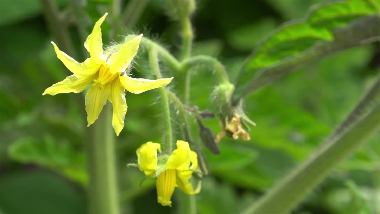 花园里的黄花视频下载