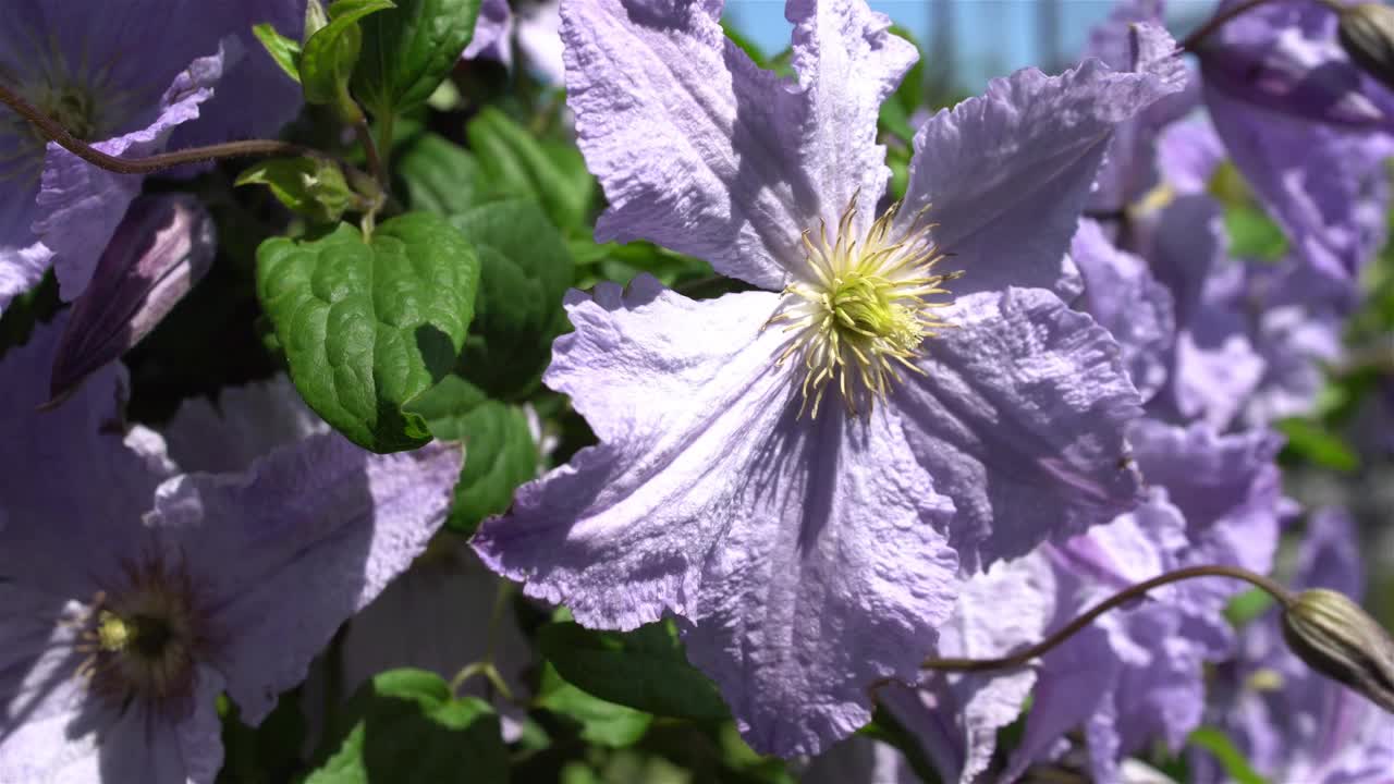 美丽鲜艳的紫色花朵视频素材