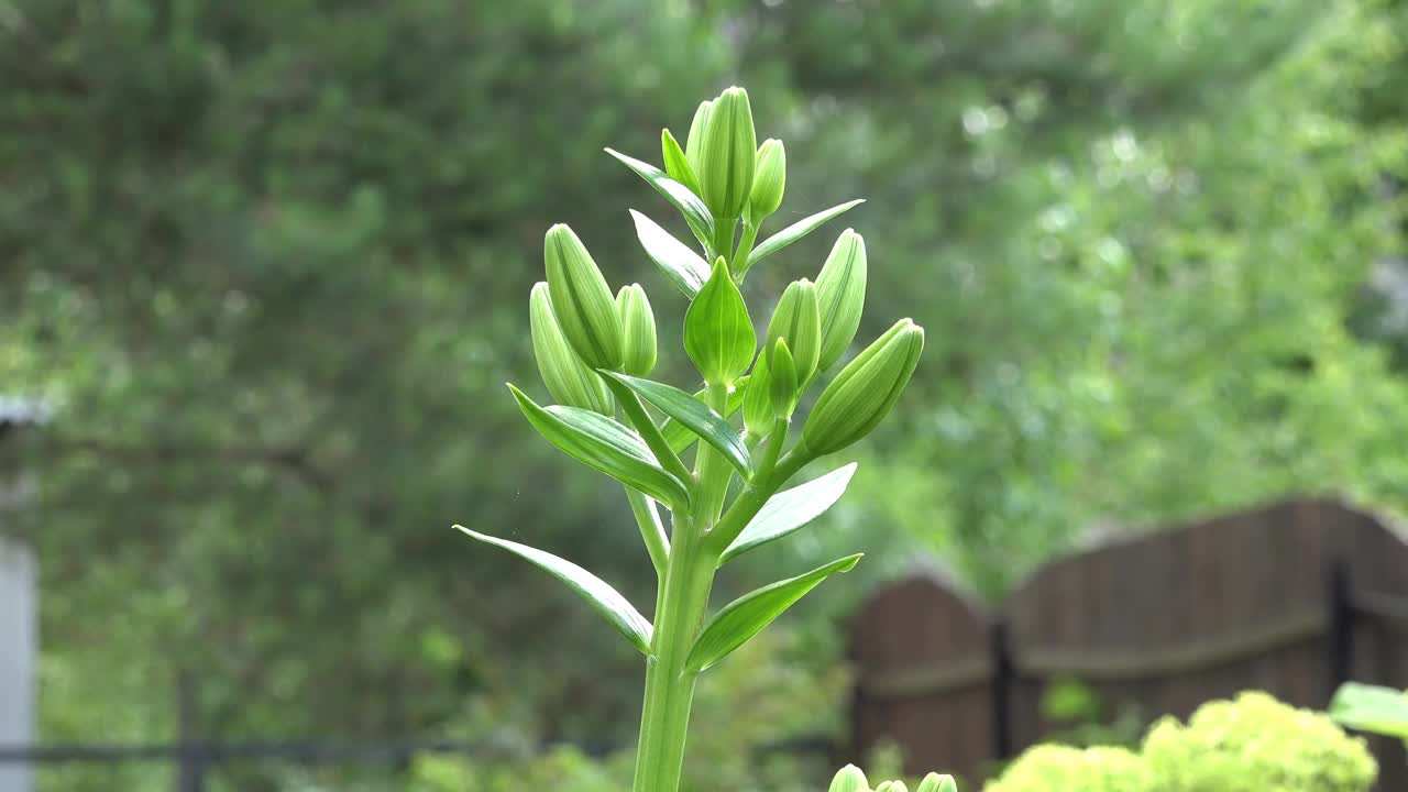 花园中的绿色自然植物视频下载