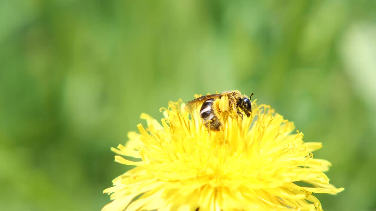 蜜蜂在黄花上视频下载