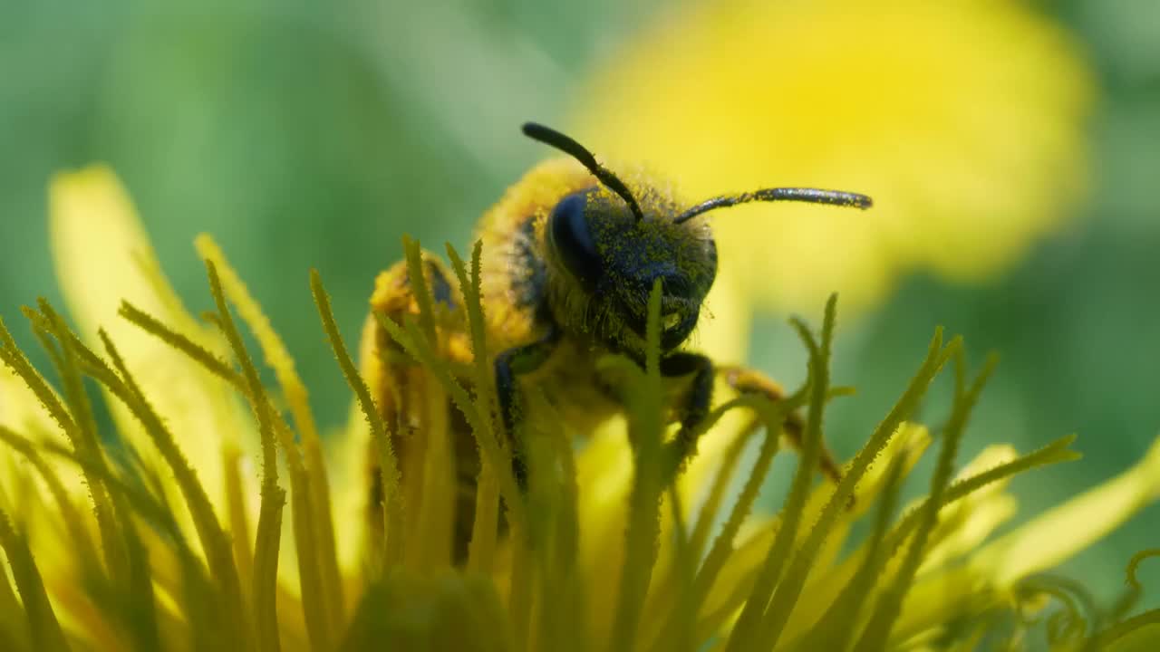 黄色蜜蜂的特写视频下载