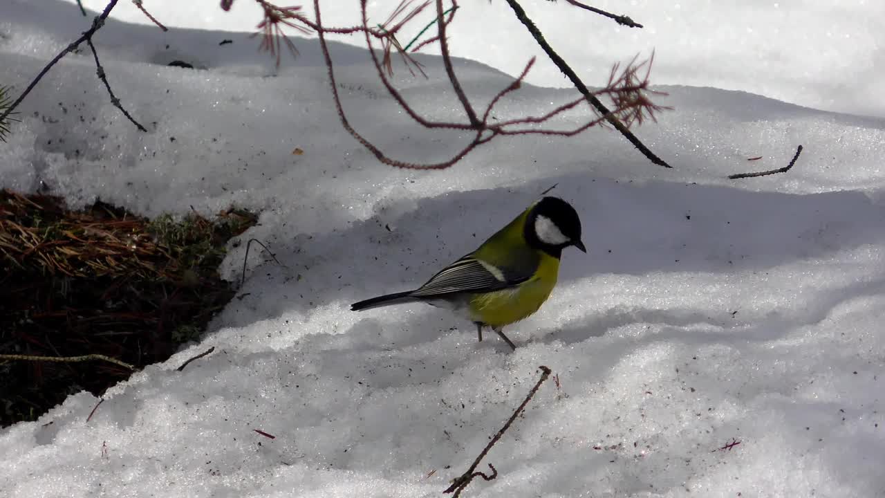 雪林里的鸟视频下载