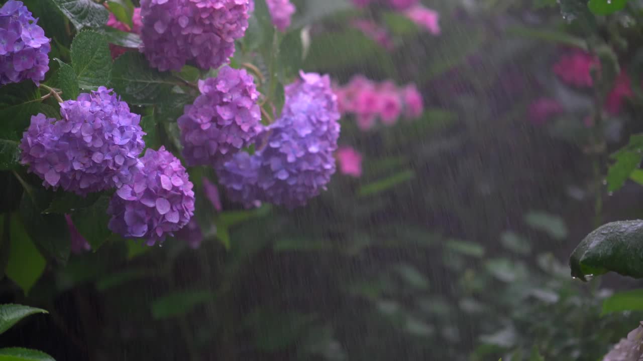 雨花园和粉红色的花视频下载