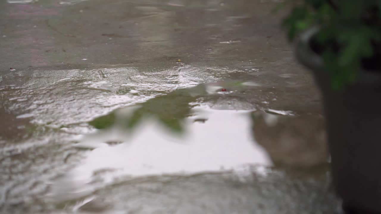 花园里的雨视频下载