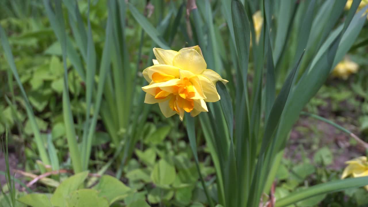 花园里的黄花视频素材