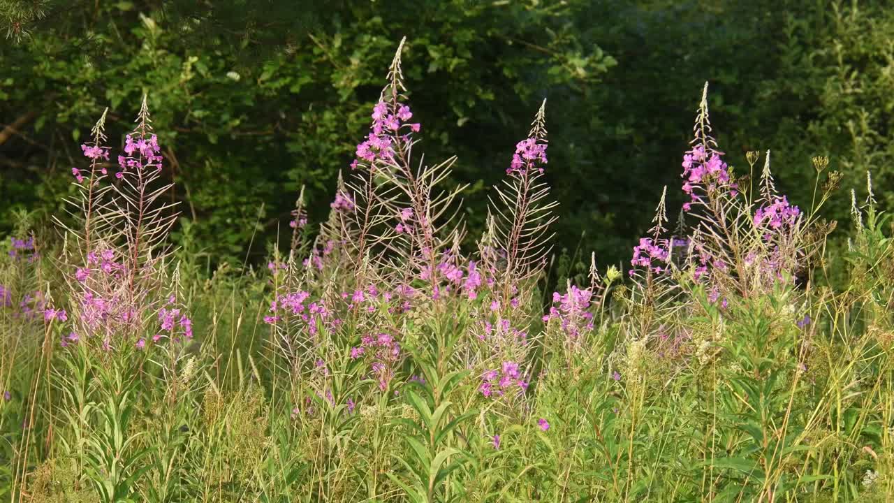 夏天的森林里有粉红色的花视频下载